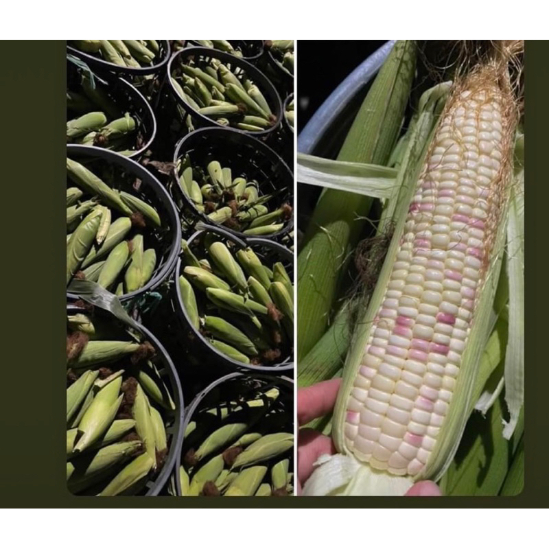 生鮮糯米玉米🌽彩虹玉米《在地小農自產自銷》