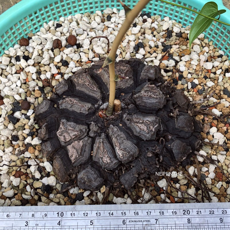 NEPENTHE / Dioscorea mexicana 墨西哥龜甲龍 - 塊根 / 多肉 植物