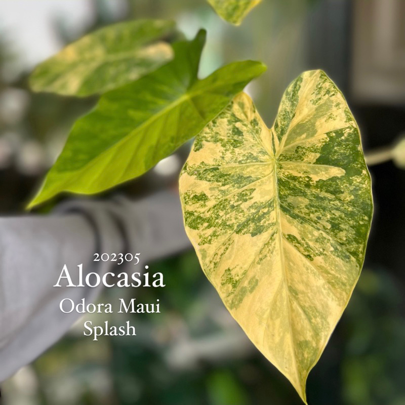 🌲黃斑姑婆芋 Alocasia Odora Maui Splash 雨林植物 觀葉植物 油彩斑 濃黃油花 斑葉 稀有美斑