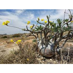 象牙宮Pachypodium gracilius種子