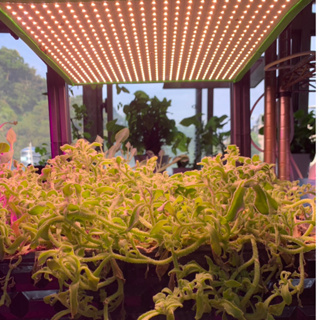 【君沛】植物燈 加強型光譜 燈板系列 50瓦 吊掛式 植物成長專用燈 植物生長燈