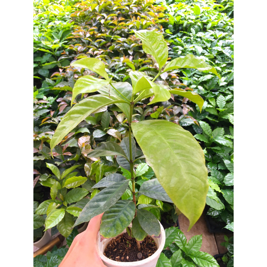 肯亞 SL34品種 咖啡樹苗 Kenya SL34 Coffee Seeding(株高50-60公分)・亞力山大咖啡莊園