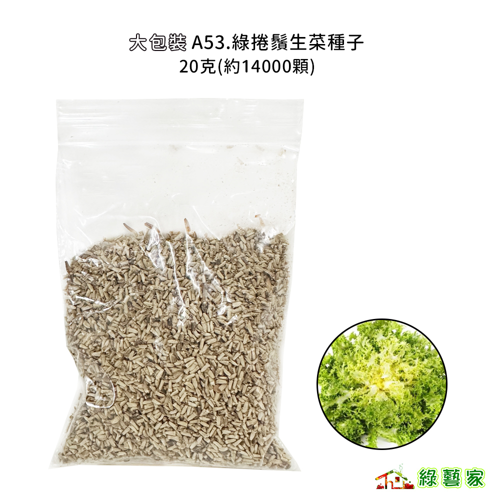 大包裝A53.綠捲鬚生菜種子20克(約14000顆)  綠捲鬚萵苣 綠捲葉萵苣 萵苣種子 捲鬚生菜 蔬菜種子【綠藝家】