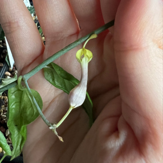 星鑽銀吊燈花 Ceropegia rhynchantha 蘿藦 仙人掌 多肉植物 吊燈花