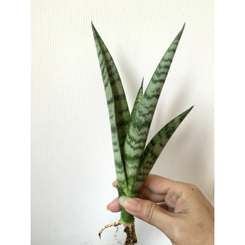 32 金絲 虎尾蘭 植物