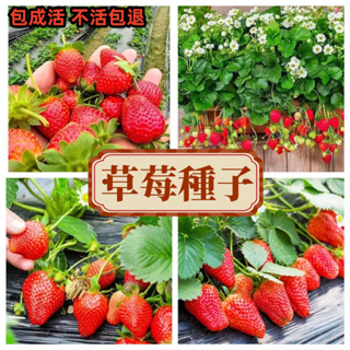 【草莓種子】四季奶油草莓籽 盆栽種子 陽台庭院綠植 當年結果