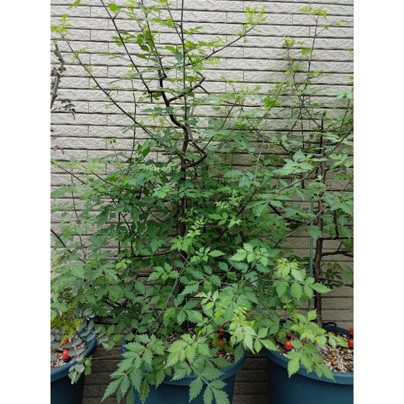 秘魯聖木/秘魯聖藥（Bursera graveolens）種子實生