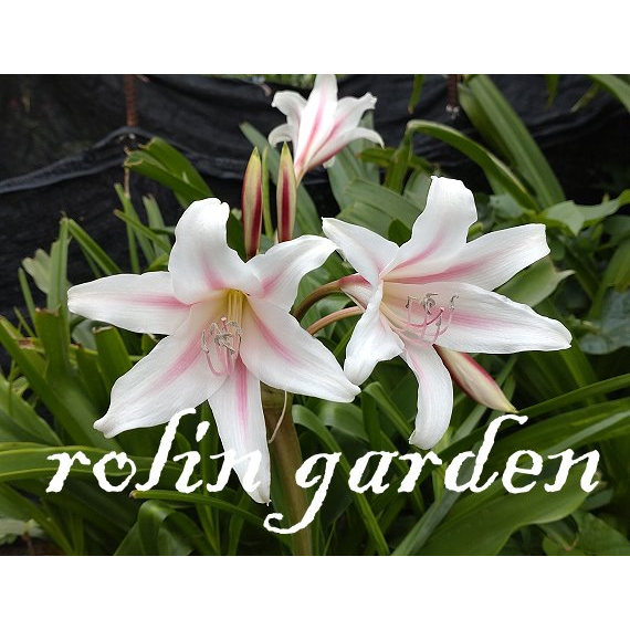 若林系列-文殊蘭(香殊蘭) Crinum Goweni (1開花株)