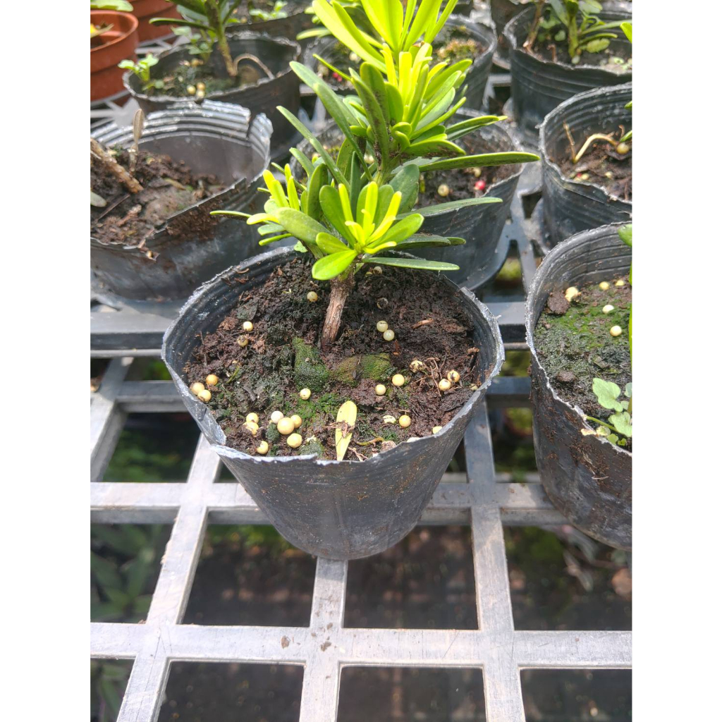 ★ 逗花枝玩 ☆ 小品植物 金鑽羅漢松 3吋