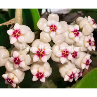 【天堂花園】紅珍珠毬蘭 Hoya Pachyclada │毬蘭│觀葉植物│盆栽