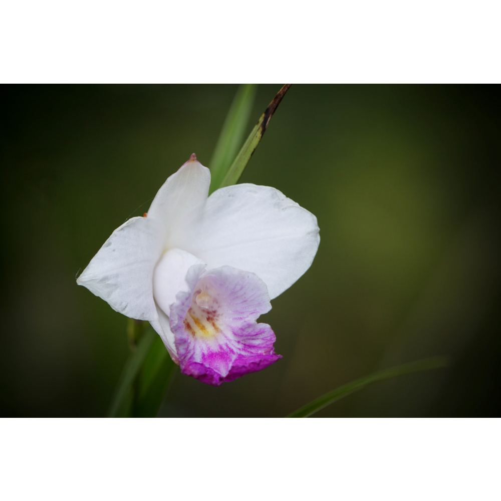 台灣原生種-葦草蘭(紅、白、香花；全紫花)、竹葉蘭、鳥仔花 野生蘭花 稀有植物 觀賞花卉