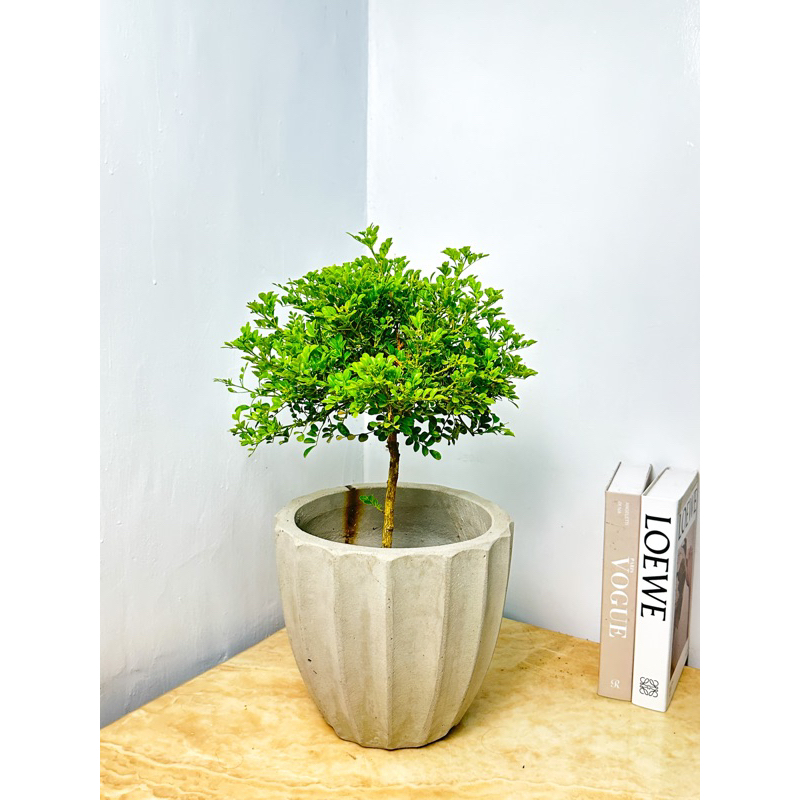 植物空間 單桿球型細葉七里香6吋 胡椒木 總高:50-70公分