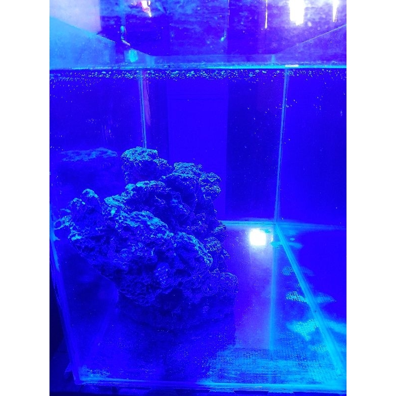 特製高亮30W大功率水族LED燈 藍白光包膠軟管海水珊瑚缸夾燈