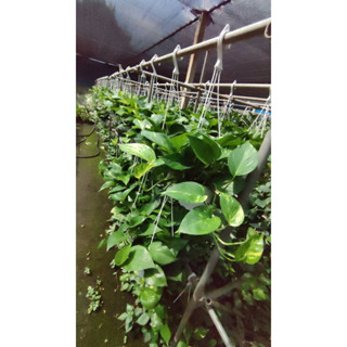 黃金葛盆栽 6吋吊盆 空氣淨化高手 室內盆栽 綠化植物