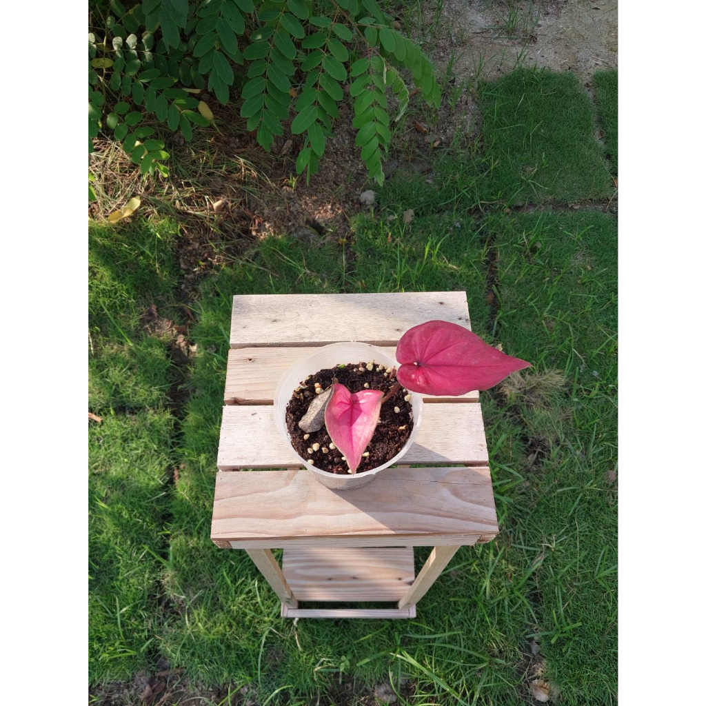 🌱小綠洲植栽🌵火焰彩葉芋/彩葉芋/3寸盆/觀葉植物/陽台/戶外/室內