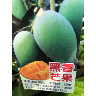 黑香芒果🥭｜4吋苖植袋～嫁接果樹苖木⋯