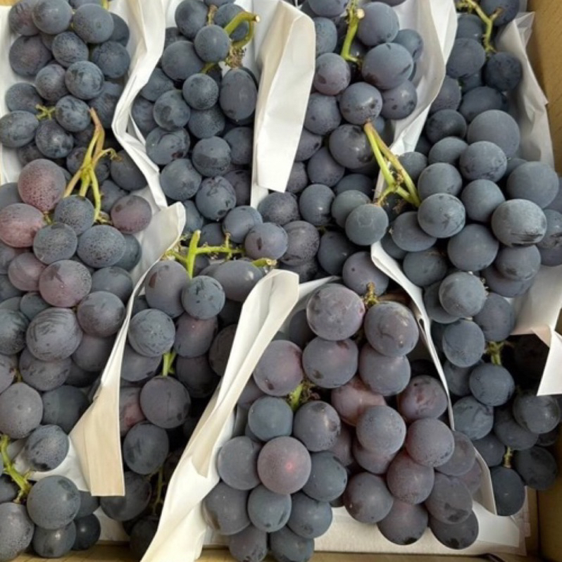 ✨✔️卓蘭、大村「溫室套袋葡萄」巨峰葡萄禮盒