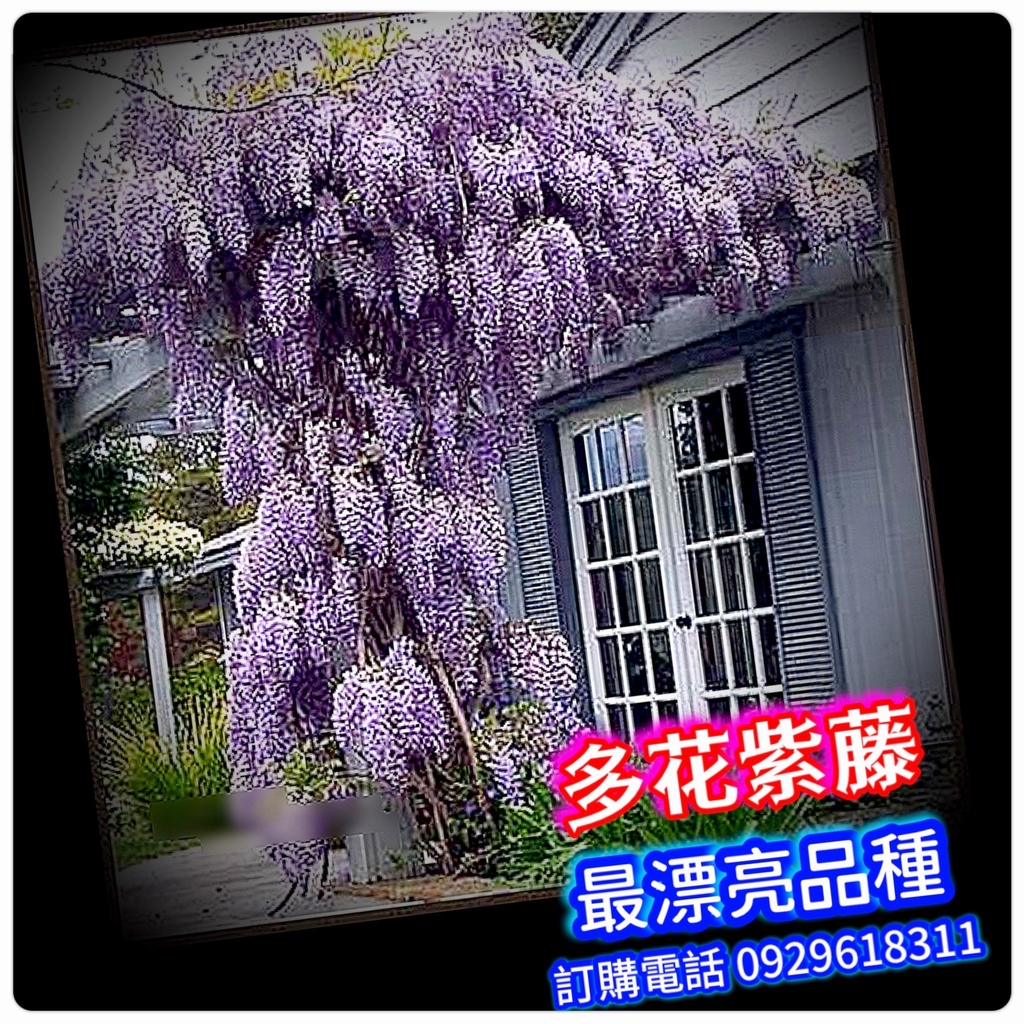 紫藤苗Wisteria floribunda【爬藤品種】多花性 日本紫藤