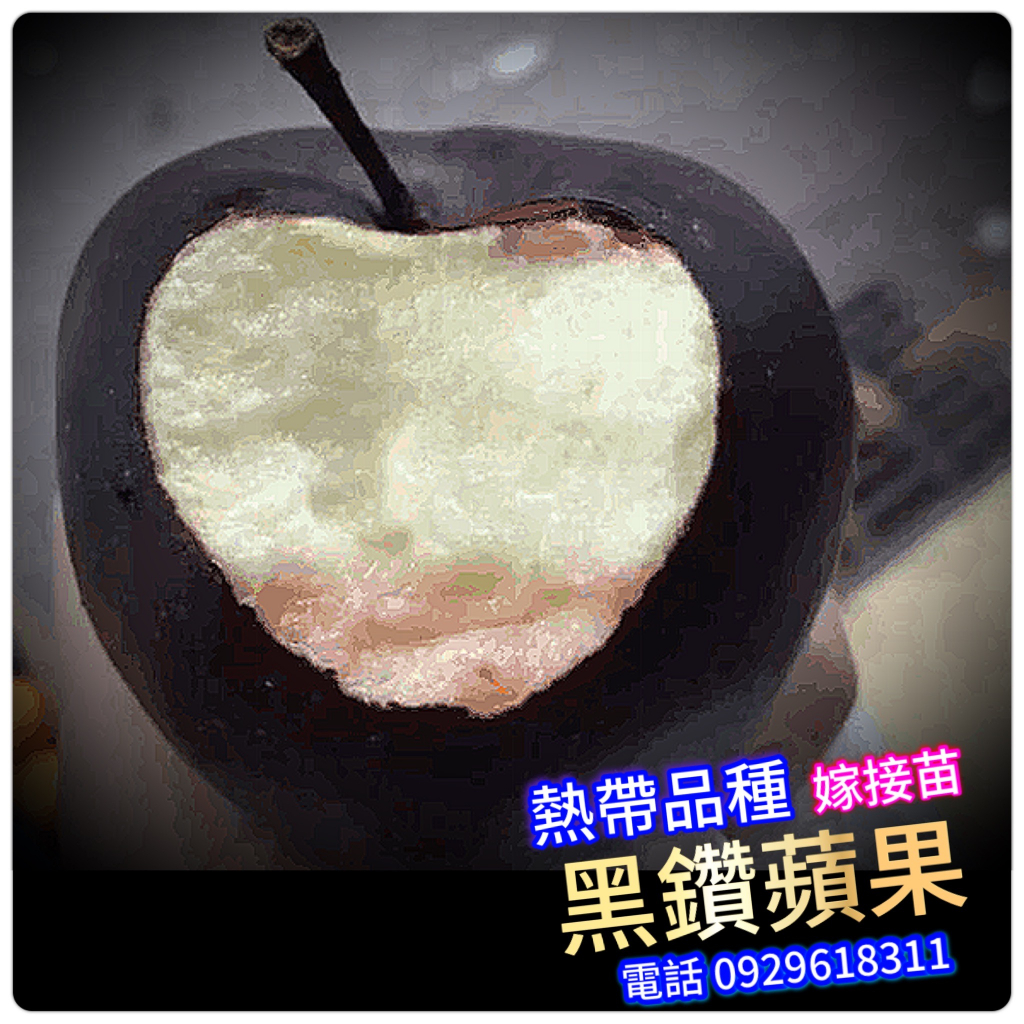 黑鑽蘋果盆栽-嫁接苗-熱帶平地品種蘋果--水果苗 加拉蘋果Gala Apple(熱帶正品) 布雷本蘋果