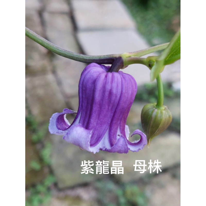 鐵線蓮種子#紫龍晶1粒5元