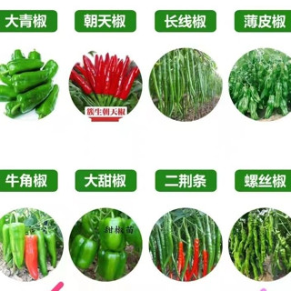 大果螺絲椒種子壓趴架高産香辣特大號椒辣種子四季陽臺盆栽蔬菜種子