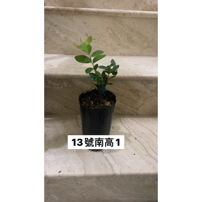 藍莓扦插苗 13號南高優選種子苗扦插（3.5吋深盆）