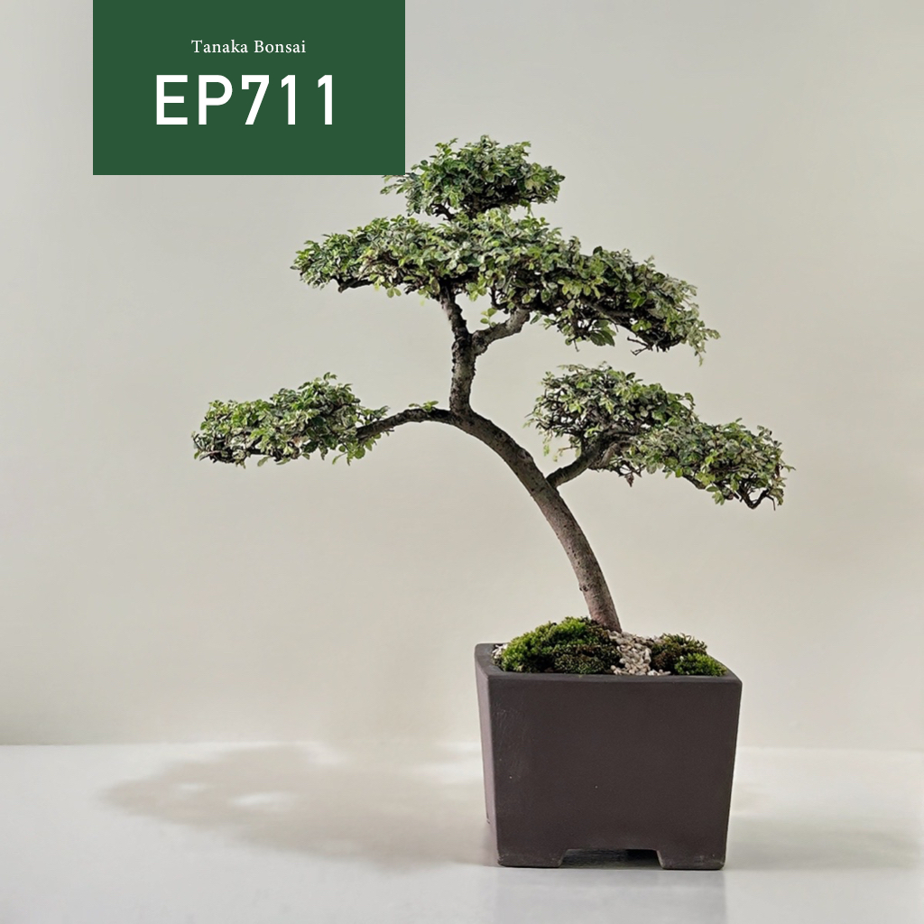【Tanaka Bonsai】EP711  斑葉榆樹盆景｜雜木盆栽