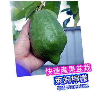 萊姆檸檬盆栽 嫁接苗 Lime 義大利巨大品種 可快速產果 台灣南北都適合 甜檸檬
