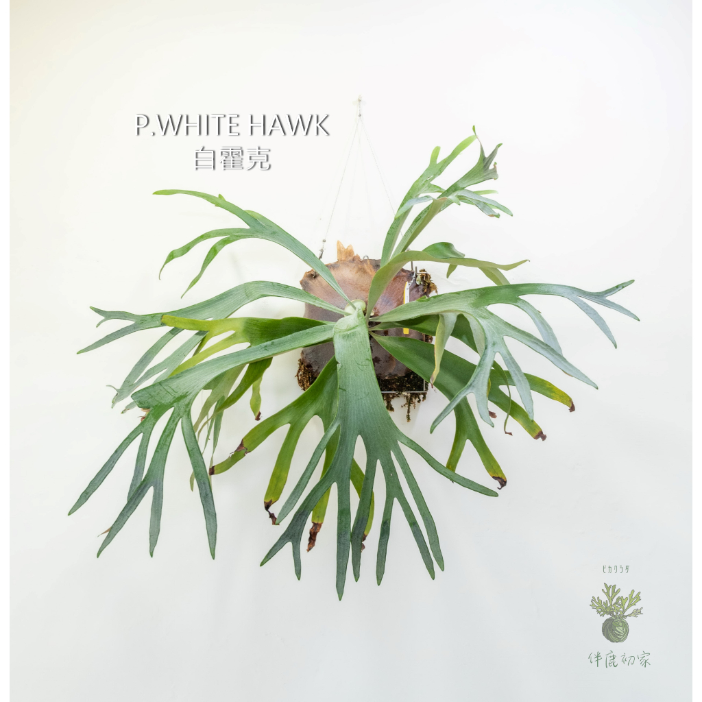 「伴鹿初家」鹿角蕨白霍克 P. White Hawk 正側芽 上板 室內裝飾 療癒小物 淨化空氣綠色
