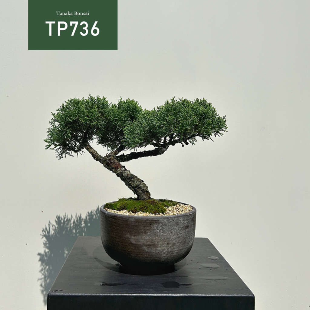 【Tanaka Bonsai】TP736 紀州真柏/鐵柏盆景(不含實木陳列座）｜松柏盆栽