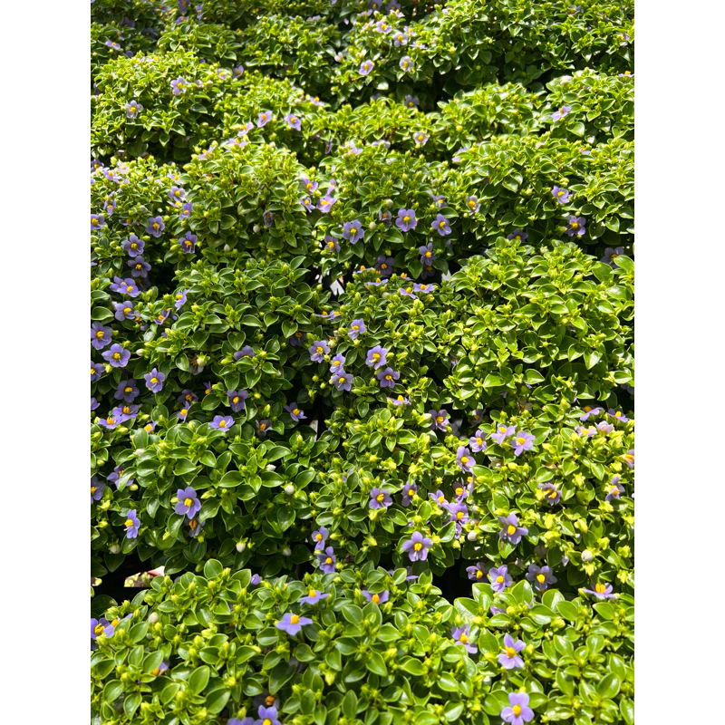 【多肉好好買】三吋盆 紫芳草 觀葉植物 現貨