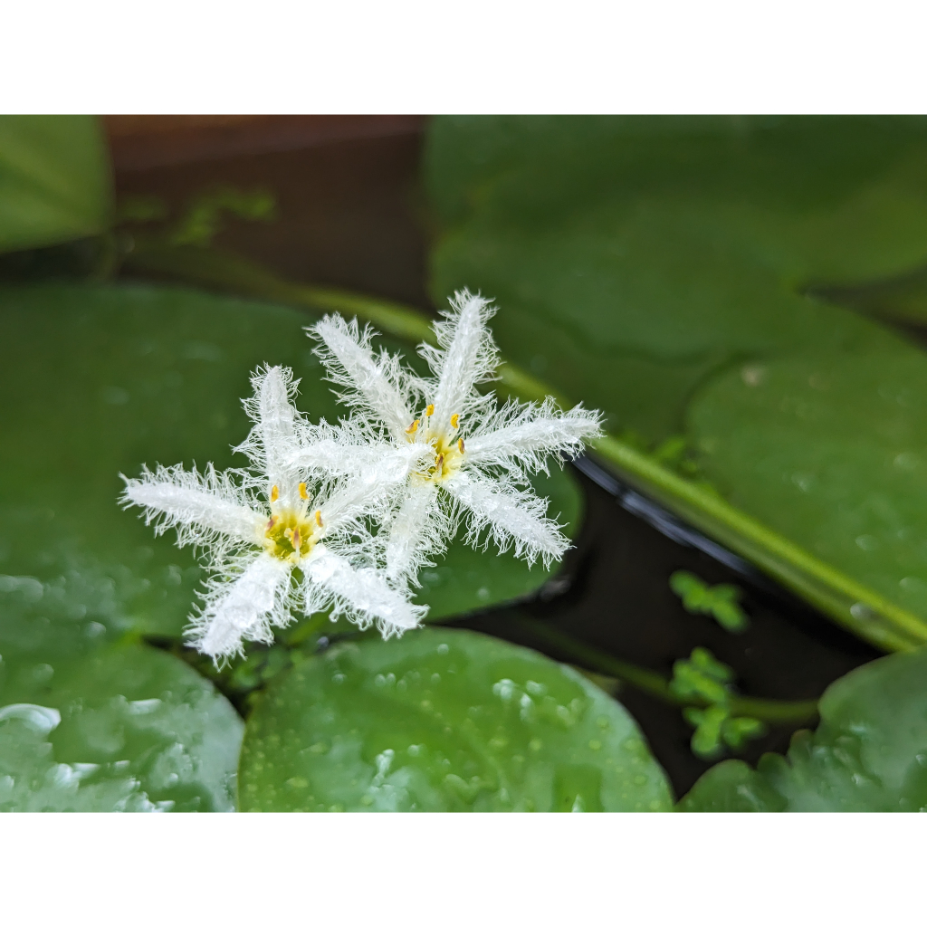 開心農元-水生植物- 一葉蓮 印度莕菜 淨化水質 水生植物 戶外生態 漂浮水草