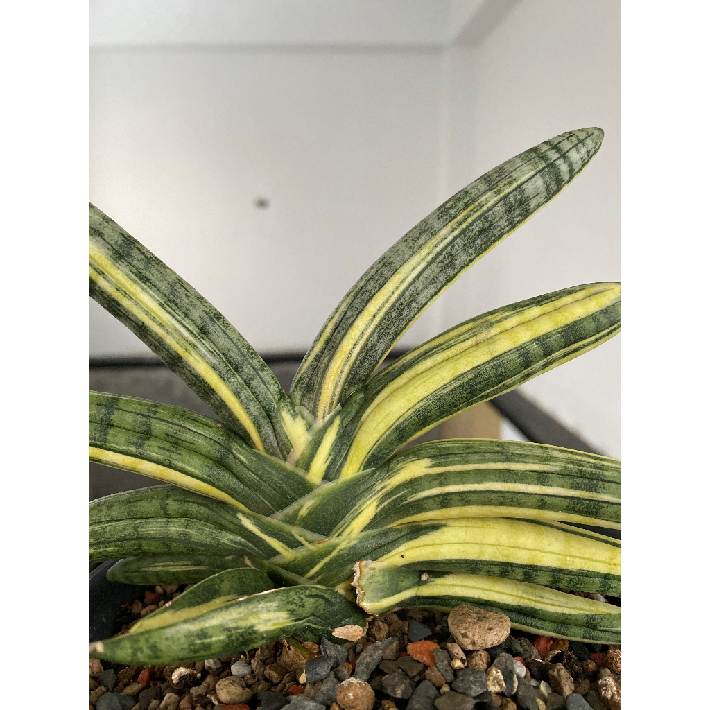 虎尾蘭Sancevieria Boncel佛手(目前無錦)