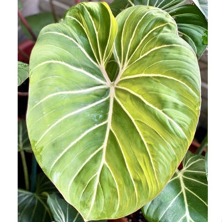 圓柄 錦緞 蔓綠絨 Philodendron gloriosum zebra 雨林 觀葉 室內 植物 小李植栽