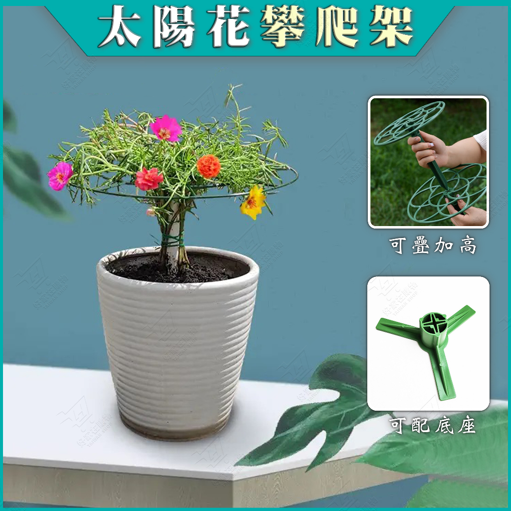 太陽花攀爬架🔥可疊加高設計🔥太陽花造型支架 陽台花架 棒棒糖花架 螃蟹蘭架 太陽花架 黃金葛架 多層支撐爬藤架子