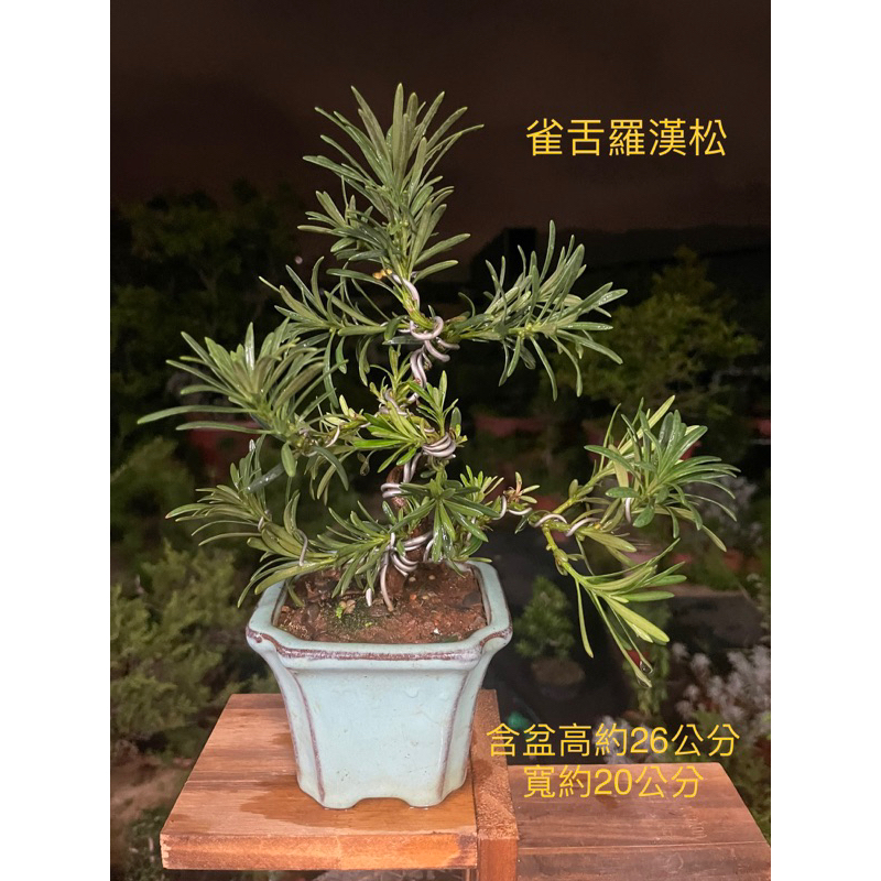 「藝樹植栽」小品盆栽-羅漢松系列造型盆栽