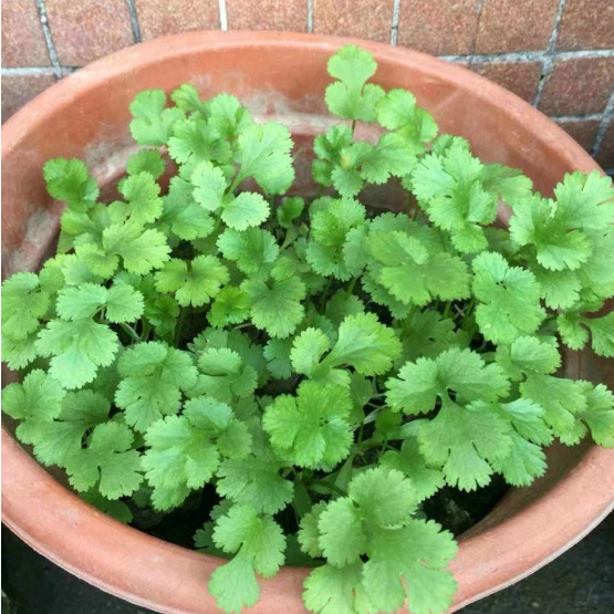 💕花大媽💕芫荽種子 香菜種子 可食用芫荽種子 四季易種