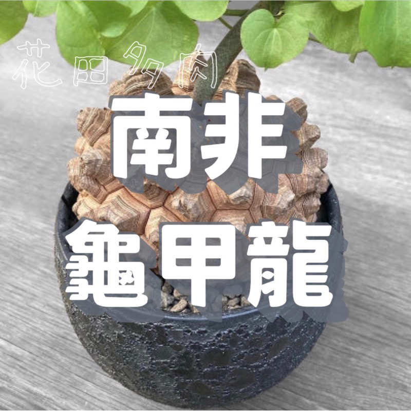 南非龜甲龍 塊根/塊莖/龍舌蘭/多肉植物/仙人掌/潮流/agave/caused