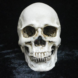 分離 (小號) 頭骨 骷顱 假頭骨 上下顎分離頭骨 萬聖節 高質量仿真 骷顱頭 骷髏頭 搞怪 惡搞