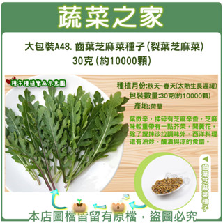 【蔬菜之家滿額免運】大包裝A48.齒葉芝麻菜種子(裂葉芝麻菜) 30克(約10000顆)