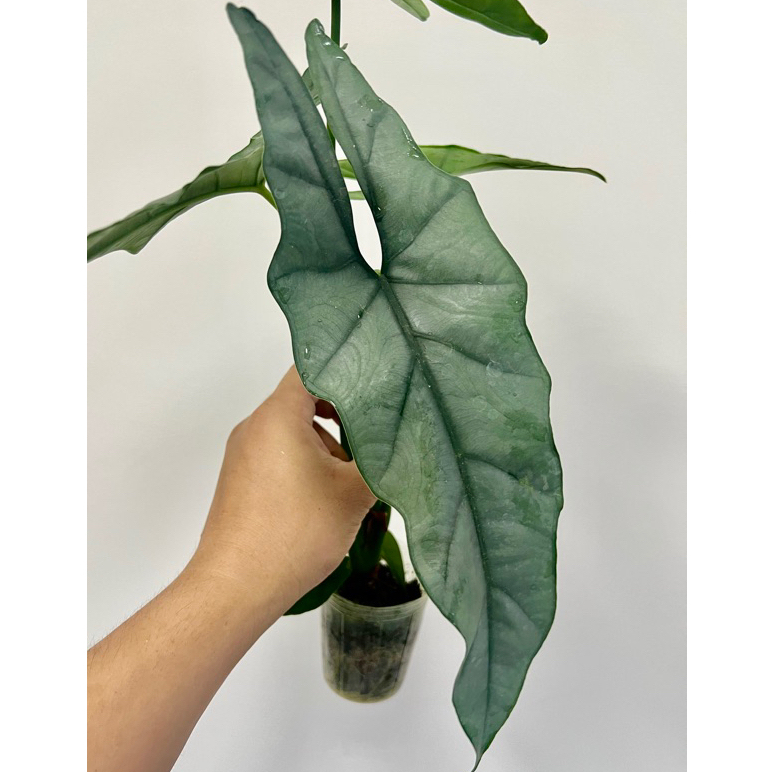銀葉 海特 觀音蓮 Alocasia heterophylla 'Silver' 雨林 觀葉 室內 植物 小李植栽