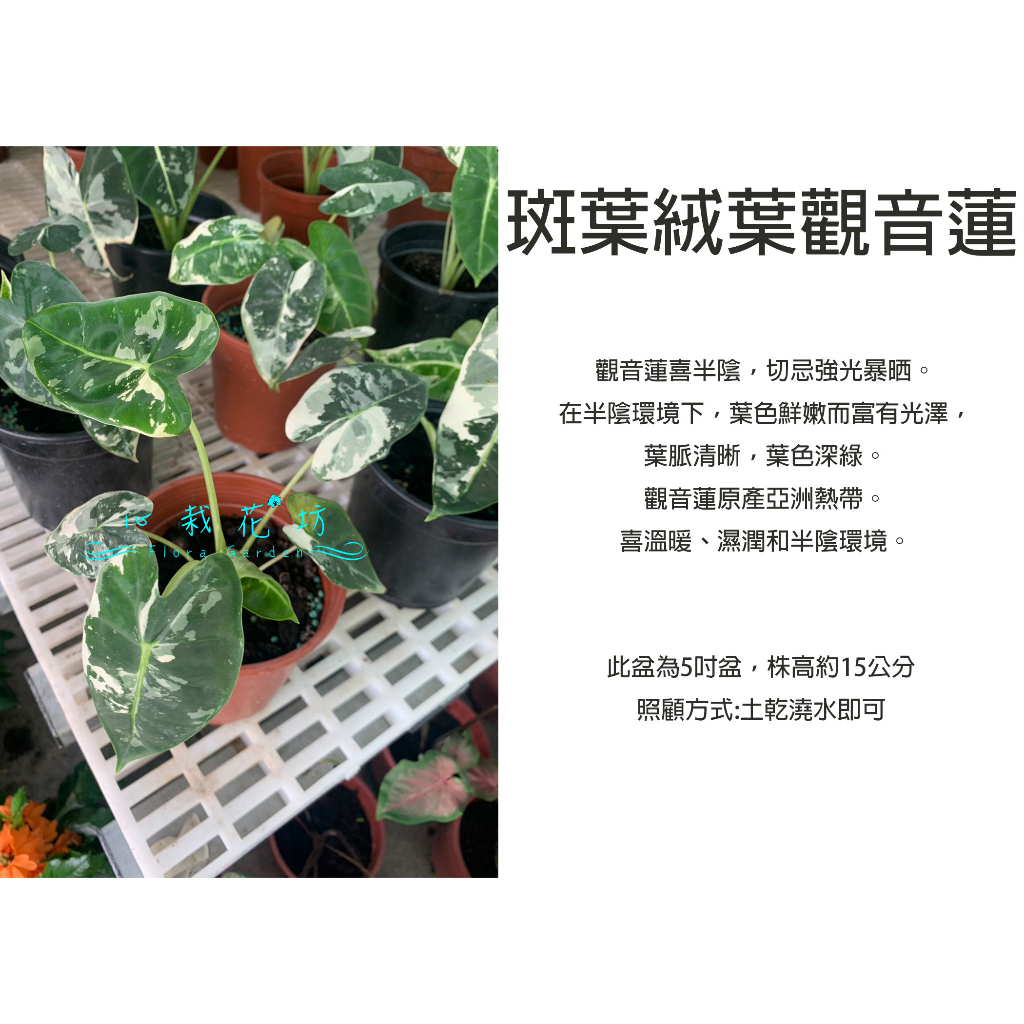 心栽花坊-斑葉絨葉觀音蓮/觀音蓮/5吋/綠化植物/室內植物/觀葉植物/售價900特價720