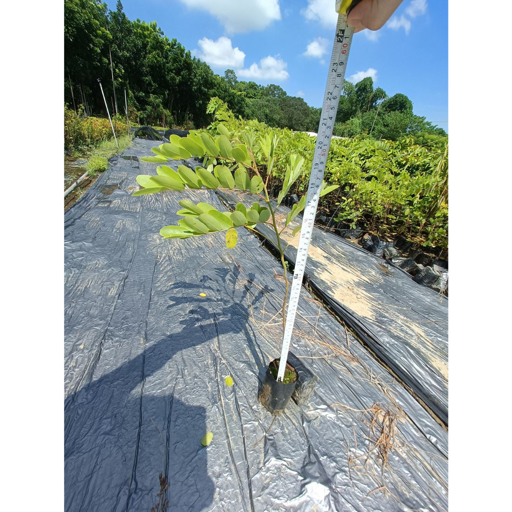 綠藝苗圃農產 產地直銷 批發 觀賞植物 花旗木(泰國櫻花) 會開花 高約50cm 袋苗出貨