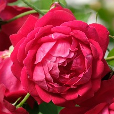 《紅月季》🈶貨 🌹 玫瑰花盆栽苗 🌹 玫瑰苗 🌹 玫瑰花苗 🌹 玫瑰盆花 🌹玫瑰花🌹