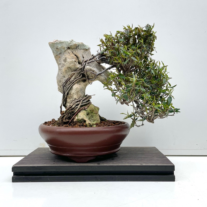 縮緬葛的價格推薦- 2025年11月| 比價比個夠BigGo