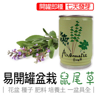 易開罐盆栽 鼠尾草 香草盆栽 香草植物盆栽 iPlant 易開罐頭盆栽 花卉農場 懶人盆栽 種子 盆栽 臺