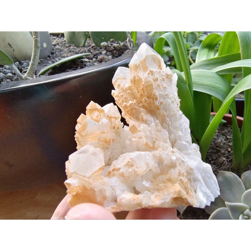 白水晶 菠蘿晶 骨幹 白水晶原礦 原石 菠蘿骨幹 白水晶簇