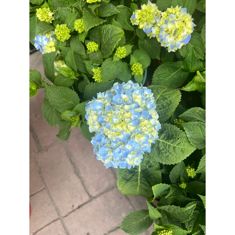 藍色無盡夏 繡球花 盆栽 綠植 庭院佈置  觀葉植物 庭院 花圃 草花 景觀設計 園藝佈置