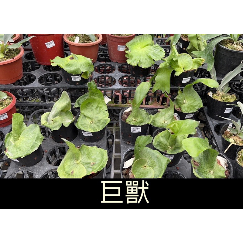 巨獸鹿角蕨（4吋盆）