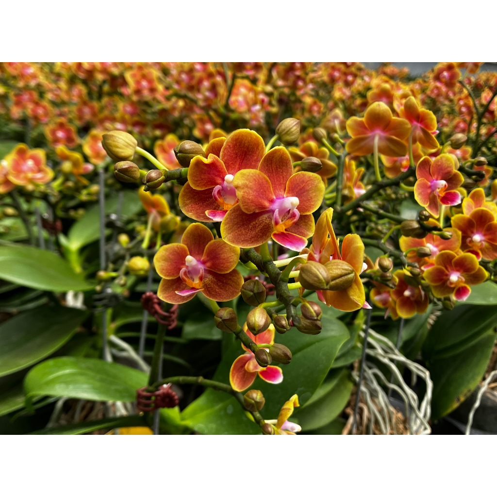 蝴蝶蘭 植株 3吋  香水小橘子 有香味 數量稀少